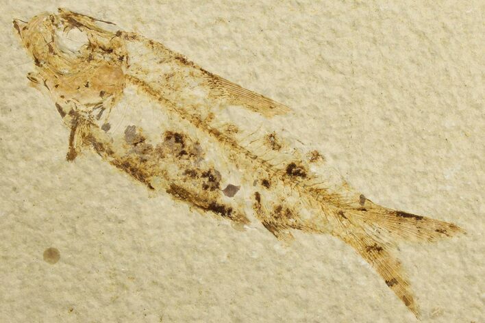 Bargain, Fossil Fish (Knightia) - Green River Formation #183149